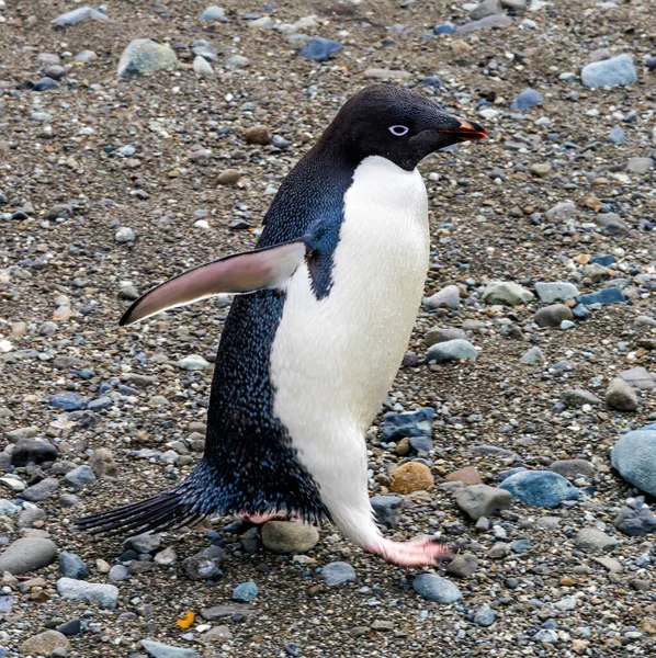 Adelie Penguin Frei Station Zuidelijke Shetlandeilanden Antartica — Stockfoto