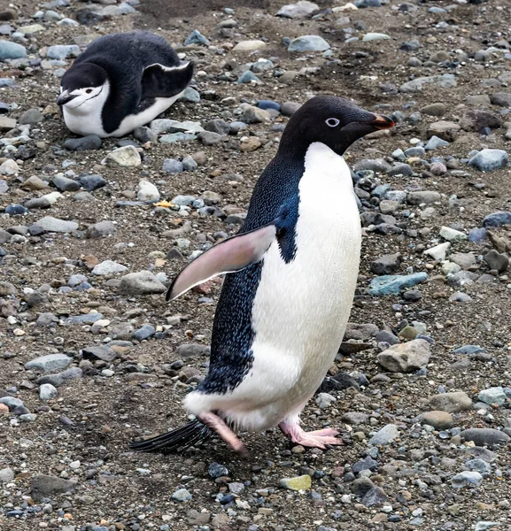 Adelie Penguin Och Chinstrap Penguin Frei Station South Shetland Islands — Stockfoto