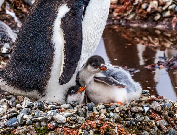 Gentoo Penguin Mother Chicks Yankee Harbor Greenwich Island Antarctica Royalty Free Stock Images