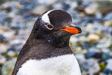 Gentoo Penguen Yankee Limanı Greenwich Adası Antarktika