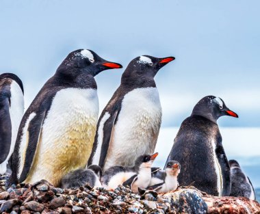 Gentoo Penguen Ailesi ve Tavuk Yankee Limanı Greenwich Adası Antarktika