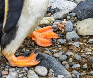 Gentoo Penguen Perdeli Ayaklar Yankee Limanı Greenwich Adası Antarktika