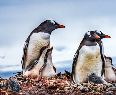 Gentoo Penguen Ailesi ve Tavuk Yankee Limanı Greenwich Adası Antarktika
