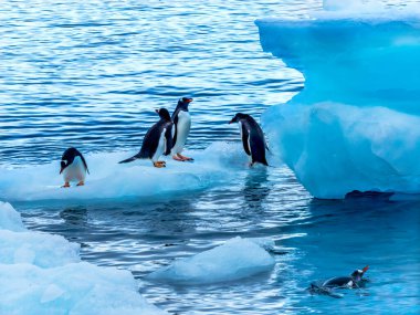 Gentoo Penguenleri Mavi Buzdağı Yüzüyor Yankee Limanı Greenwich Adası Antarktika
