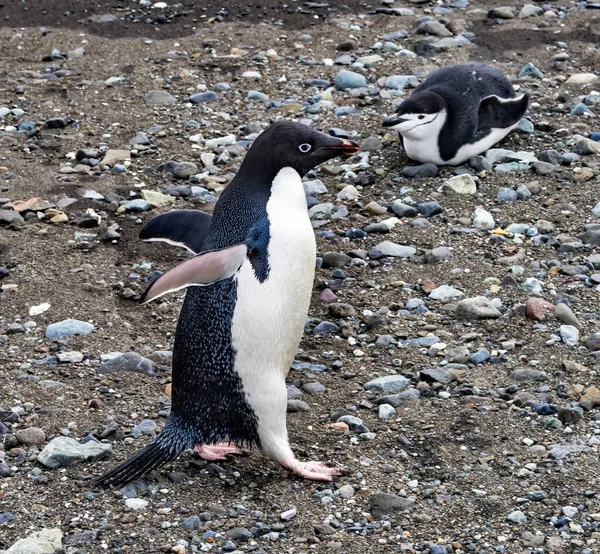 Adelie Penguin Och Chinstrap Penguin Frei Station South Shetland Islands — Stockfoto