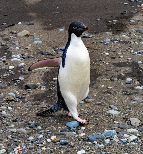 Adelie Penguin Frei Station Zuidelijke Shetlandeilanden Antartica — Stockfoto