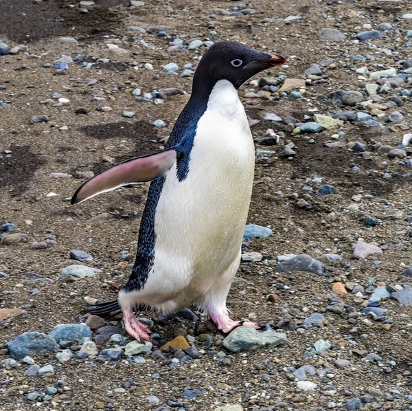 Адели Пингвин Станции Фрей Южные Шетландские Острова — стоковое фото