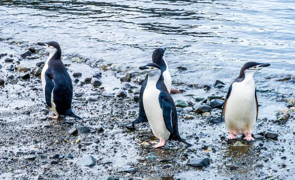 Пингвины Районе Станции Фрей Южных Шетландских Островах — стоковое фото