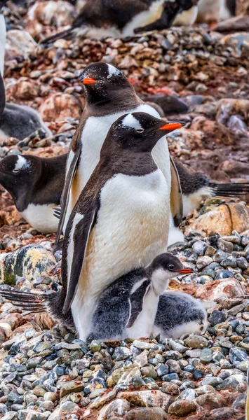 Gentoo Penguin Família Pintainho Yankee Porto Greenwich Ilha Antártica — Fotografia de Stock