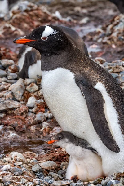 Gentoo Penguin Rodina Chick Yankee Harbor Greenwich Island Antarktida — Stock fotografie