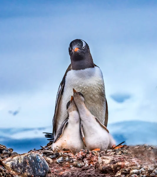 Gentoo Pinguim Família Filhotes Twins Yankee Harbor Greenwich Island Antártida — Fotografia de Stock