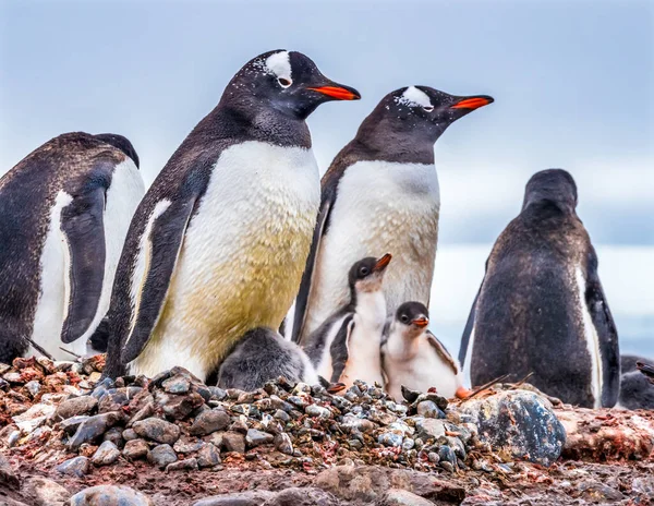 Gentoo Penguin Família Filhotes Yankee Harbor Greenwich Island Antártica — Fotografia de Stock