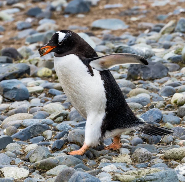 Gentoo Penguin Running Yankee Harbor Greenwich Island Antarctica — Stockfoto