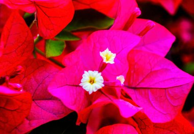 Pembe Bougainvillea Çalı Yeşil Şili 'den ayrılıyor 