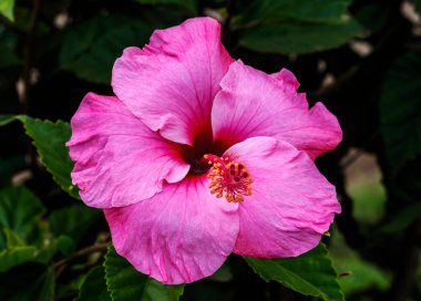 Seminole Pembe Tropikal Hibiscus Çiçekleri Yeşil Paskalya Adası Şili 'sinden ayrılıyor. Tropikal amberlerin birçok çeşidi vardır..