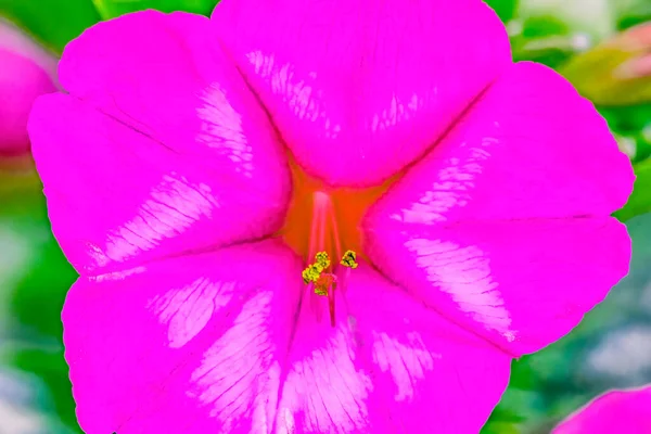 Pink Four Clock Marvel Peru Blossom Blooming Macro Florece Atardecer — Foto de Stock
