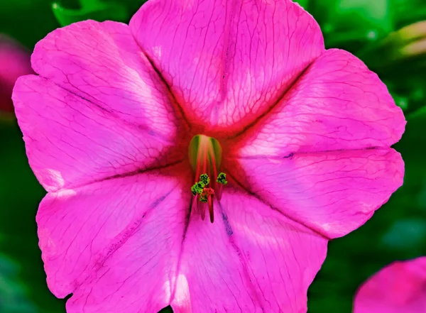 Pembe Dört Saat Mucizesi Peru Çiçek Açan Makro Öğleden Sonra — Stok fotoğraf