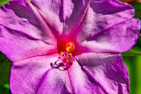 Перуанское Чудо Розовых Часов Цветущий Макрос Цветет Второй Половине Дня — стоковое фото