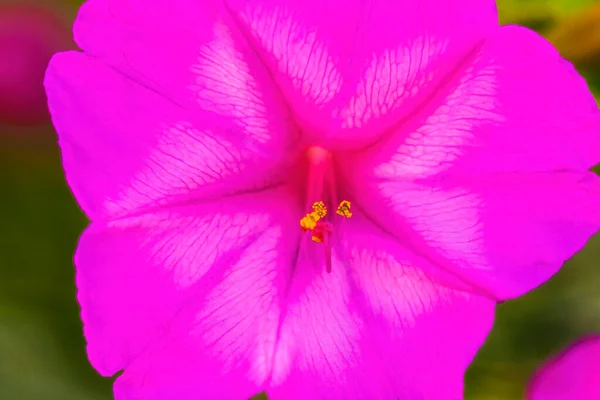 秘鲁的Pink Four Clock Marvel Blossom Blooming Macro 下午晚些时候至黄昏的花朵 — 图库照片
