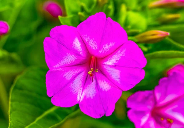 Pink Four Clock Marvel Peru Blossom Blooming Green Leaves Macro — Foto de Stock