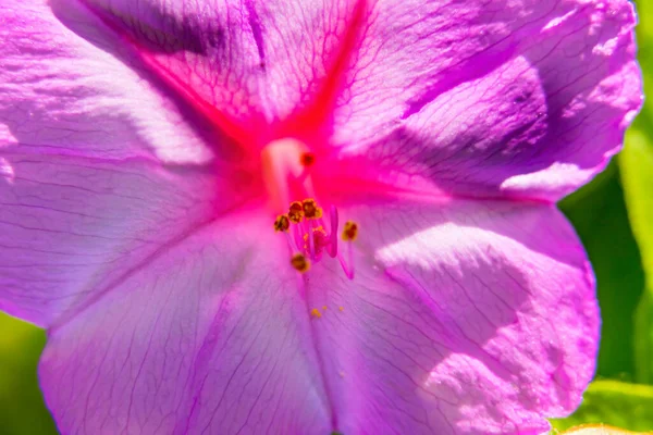 Pink Four Clock Marvel Peru Blossom Blooming Macro Florece Atardecer — Foto de Stock