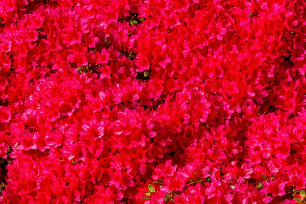 Des Milliers Fleurs Rouges Encore Azalea Floraison Macro — Photo