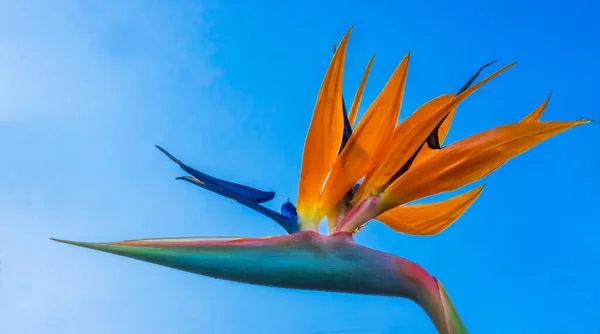 Tropicaal Orange Blue Bird Paradiseilha Páscoa Chile Nattive América Sul — Fotografia de Stock