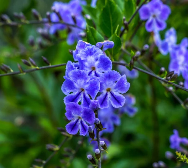 蓝色的凡尔本花盛开的宏观 原产于墨西哥和南美洲 — 图库照片
