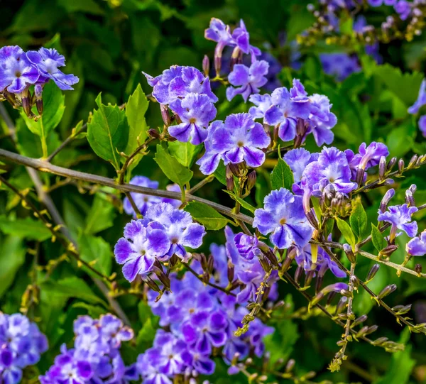 Blue Verbena Blooming Macro Originaria México Sudamérica — Foto de Stock