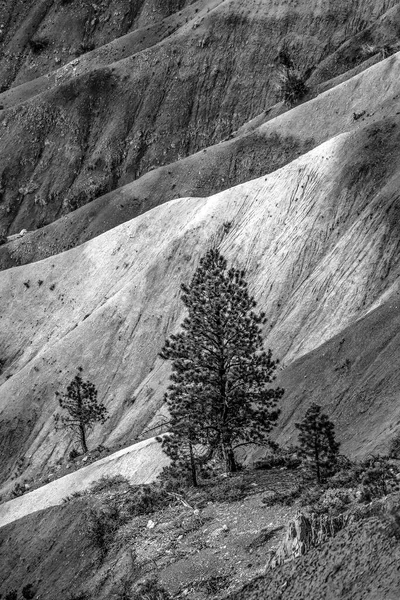 Árvore Areias Preto Branco Bryce Point Bryce Canyon National Park — Fotografia de Stock