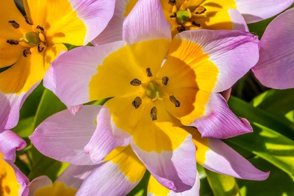Růžová Žlutá Jarní Tarda Tulipány Pozdní Tulipán Kvetoucí Makro Rodák — Stock fotografie