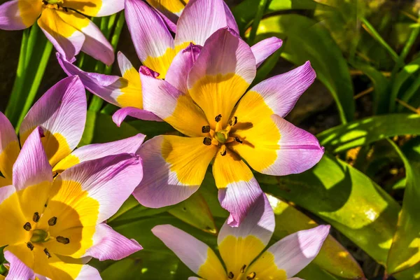 Rose Jaune Printemps Tarda Tulipes Tard Tulipe Fleurissant Macro Originaire — Photo