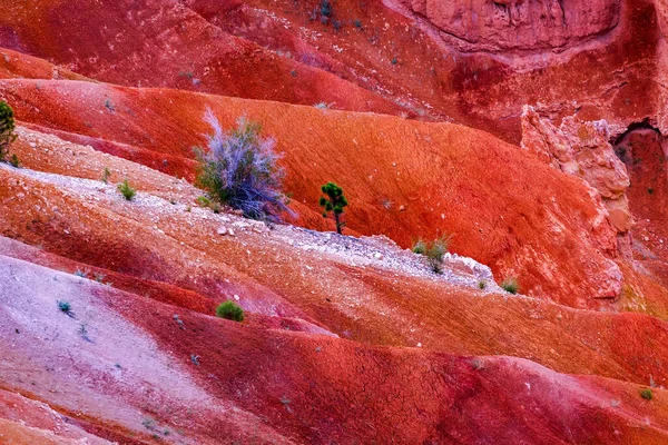 C0Orful Sands Tree Bryce Point Bryce Εθνικό Πάρκο Γιούτα — Φωτογραφία Αρχείου