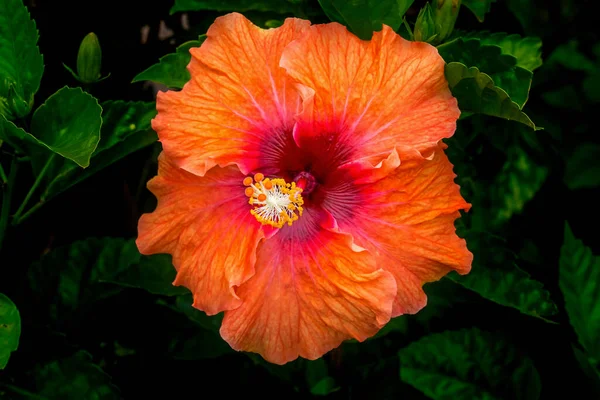 オレンジ熱帯フィエスタハイビスカスの花緑の葉イースター島チリ 熱帯ハイビスカスには多くの品種が — ストック写真