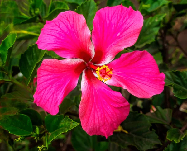 Красно Розовый Hibiscus Flowers Green Leaves Остров Пасхи Чили Тропический — стоковое фото