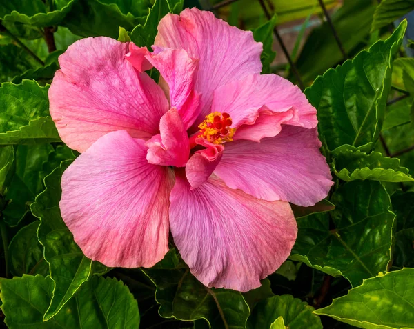 Pink Tropical Hibiscus Flowers Green Leaves Easter Island Chile Тропічний — стокове фото