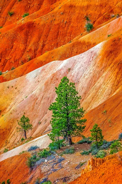 C0Lorful Sands Tree Bryce Point Parque Nacional Bryce Canyon Utah — Foto de Stock