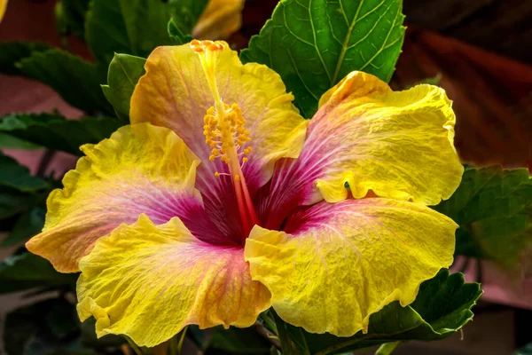 Golden Yellow Pink Red Eye Kali Tropical Hibiscus Flowers Green — стокове фото