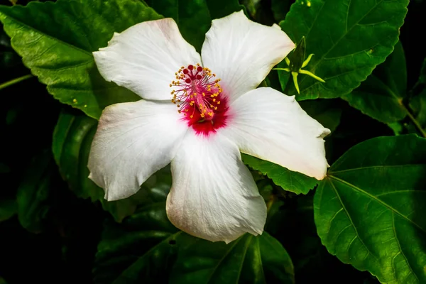 Mount Everest Vita Bourgogne Tropiska Tropiska Hibiscus Blommor Gröna Löv — Stockfoto