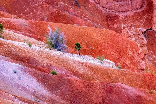 C0Lorful Sands Tree Bryce Point Bryce Canyon National Park Utah — Stock fotografie