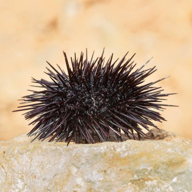 Deniz kestanesi, siyah Echinoidea, bir taş üzerinde