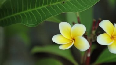 Plumeria frangipani çiçek beyaz ve sarı yaprakları, panoramik yüksek çözünürlüklü kaydırma ile Stok görüntüleri video klip.