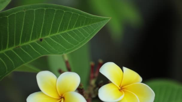 Plumeria Frangipani Blumen Mit Weißen Und Gelben Blütenblättern Schwenkpanorama High — Stockvideo