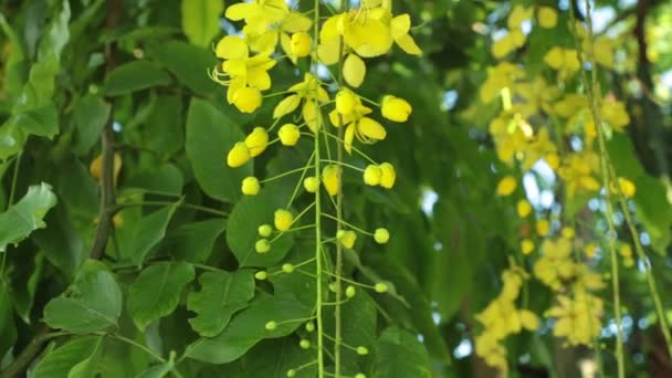 Fístula Cassia Flores Amarillas Árbol Ducha Dorada Panorámica Panorámica Imágenes — Vídeos de Stock