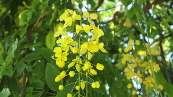 Cássia Fístula Árvore Dourada Chuveiro Flores Amarelas Panning Panorâmica Alta — Vídeo de Stock