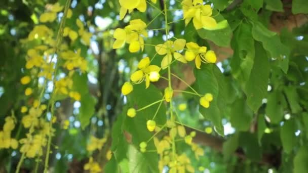 Cassia Fistula Golden Shower Tree Yellow Flowers Panning Panoramic High — Stock Video