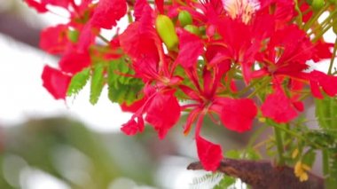 Alev ağacı, royal poinciana, delonix regia baklagiller ailesinin onun canlı kırmızı çiçekli, panoramik kaydırma kamera yüksek çözünürlüklü Stok görüntüleri klip.