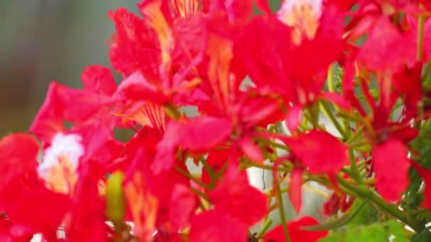 Пламенное Дерево Королевская Пуанчана Delonix Regia Семейства Fabaceae Яркими Красными — стоковое видео