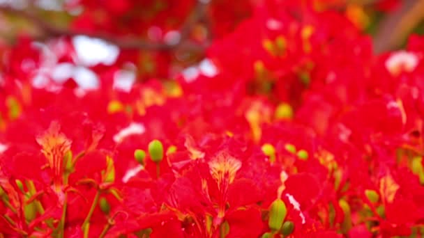 Poinciana 역동적인 파노라마 카메라 고화질 클립으로 Fabaceae 가족에서 Delonix — 비디오