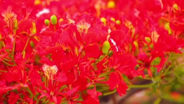 炎の木 ホウオウボク ホウオウボク マメ科の家族は その活気に満ちた赤い花パノラマ カメラ高解像度の映像素材クリップをつけるから — ストック動画